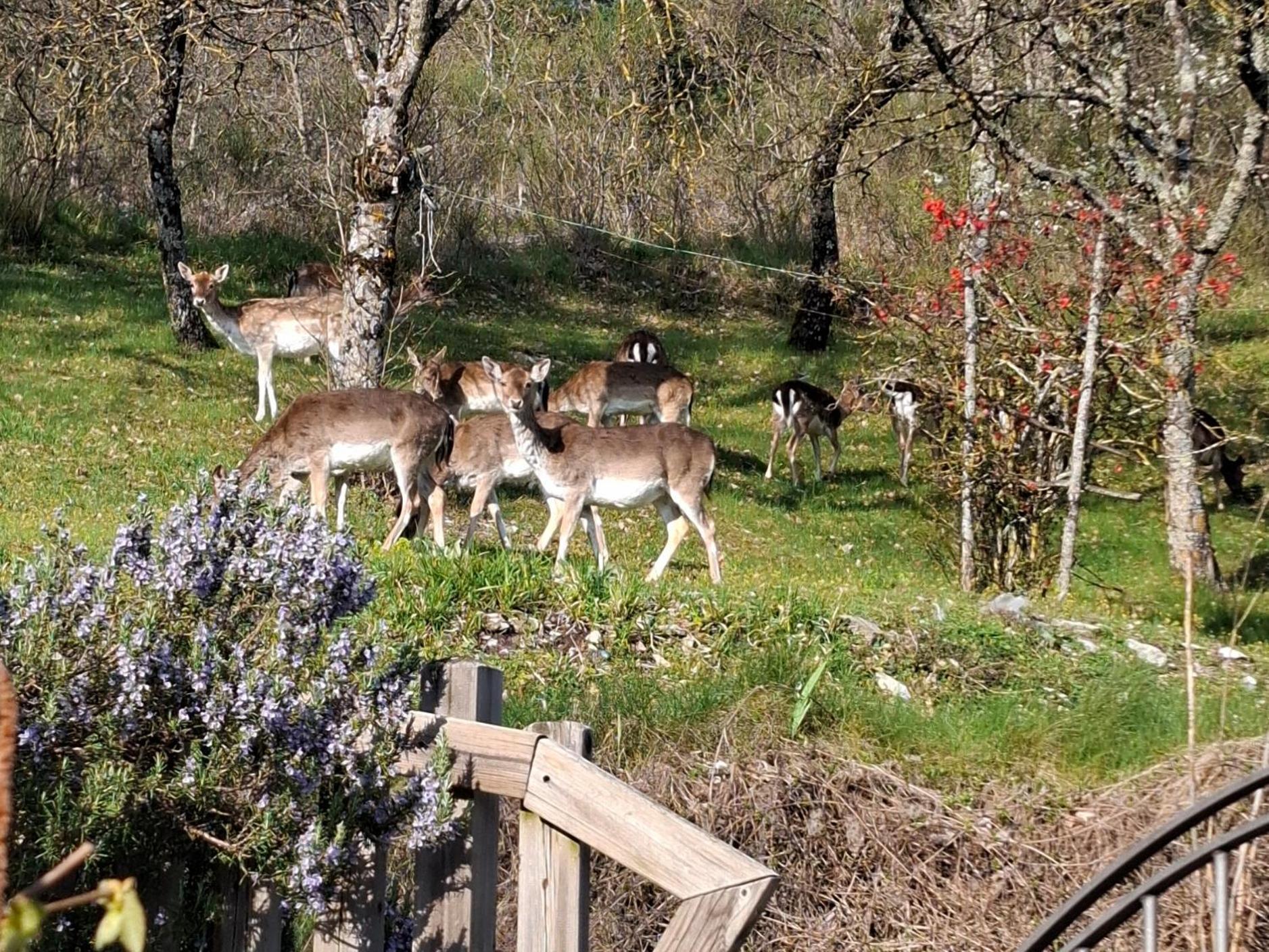 Bed & Breakfast Degli Allori